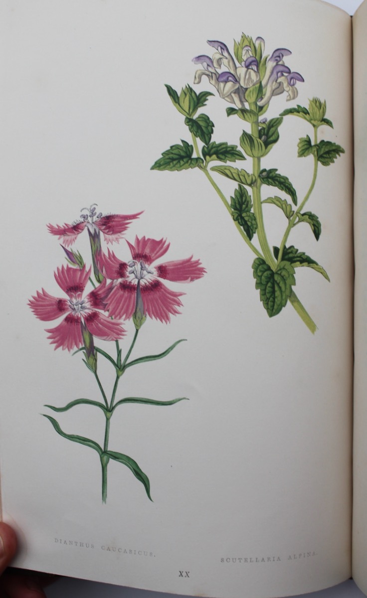Alpine Plants: Figures and Descriptions of Some of the Most Striking and Beautiful of the Alpine Flowers.