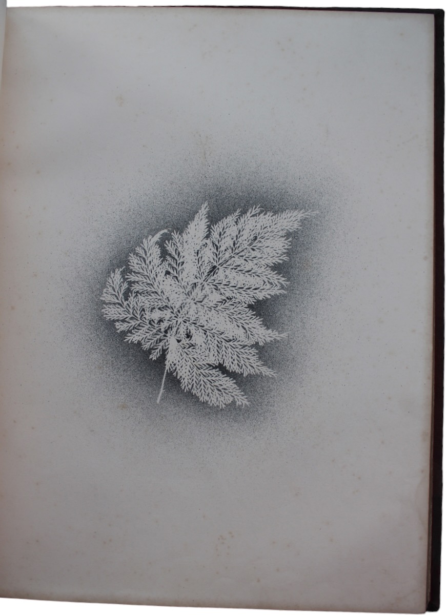 Ferns.