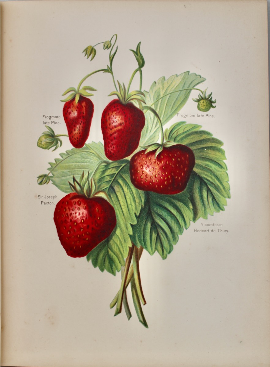 The Fruit Grower&rsquo;s Guide. With Illustrations by Miss May Rivers. in 6 parts.