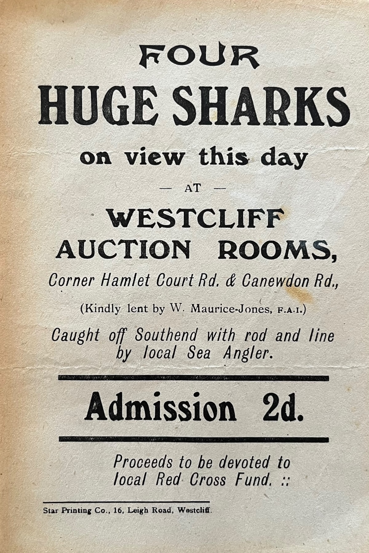 Four Huge Sharks on View This Day, at Westcliff Auction Rooms. (Kindly lent by W. Maurice-Jones F.A.I.) Caught off Southend with rod and line by a local Sea Angler.