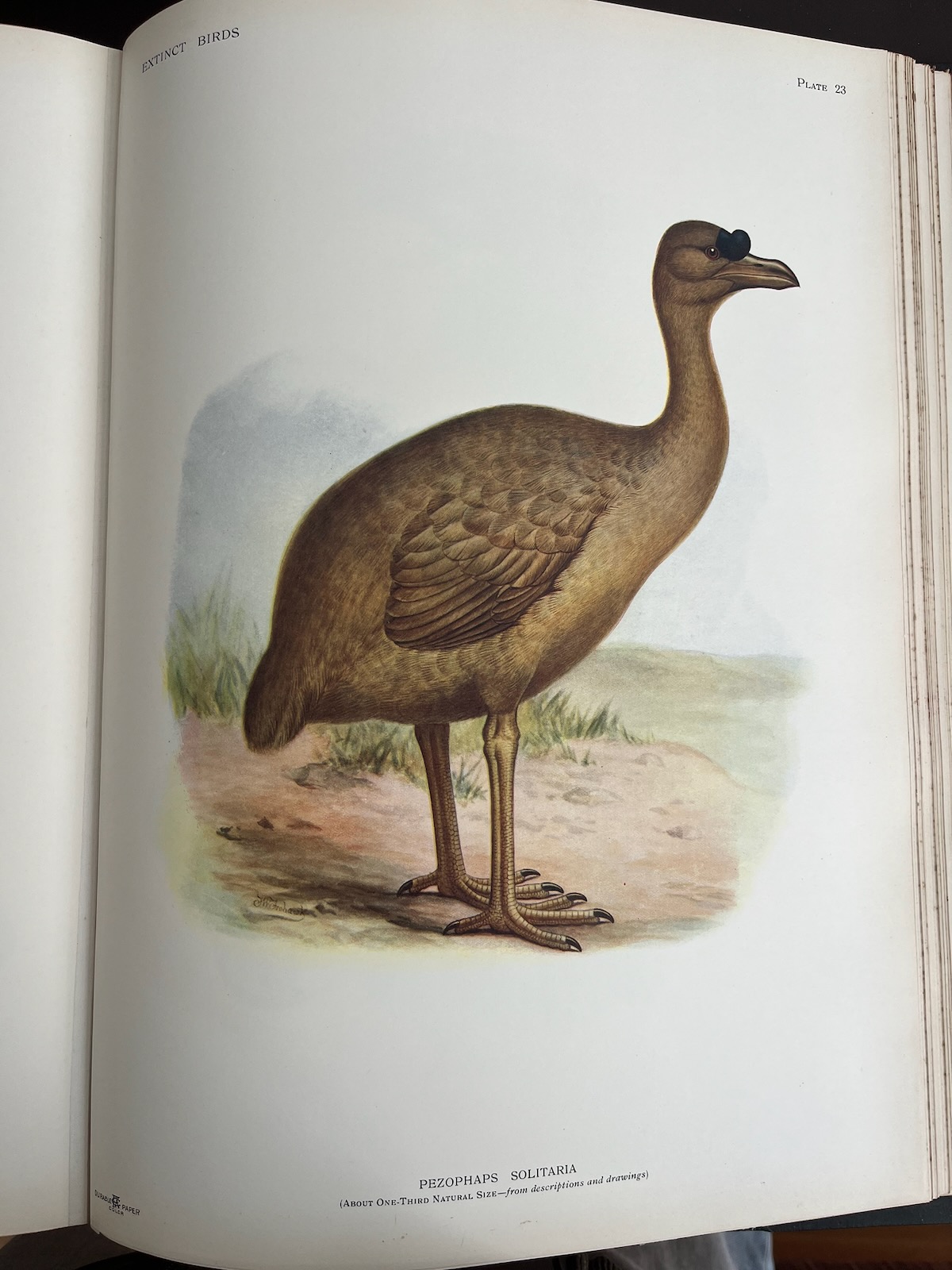 Extinct Birds. An Attempt to Unite in One Volume a Short Account of Those Birds which have become extinct in historical times - that is, within the last six or seven hundred years. To which are added a few which still exists, but are on the verge of Extinction.
